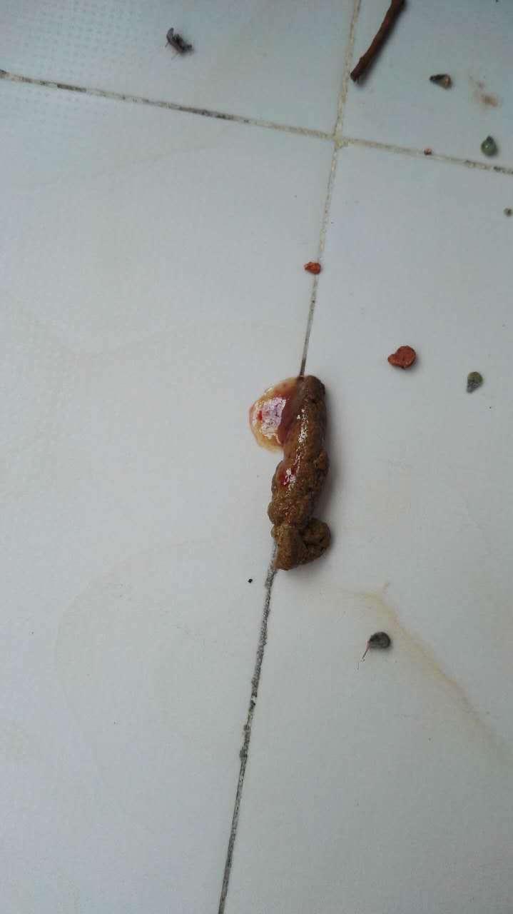 大便有胶状物带血,球虫感染