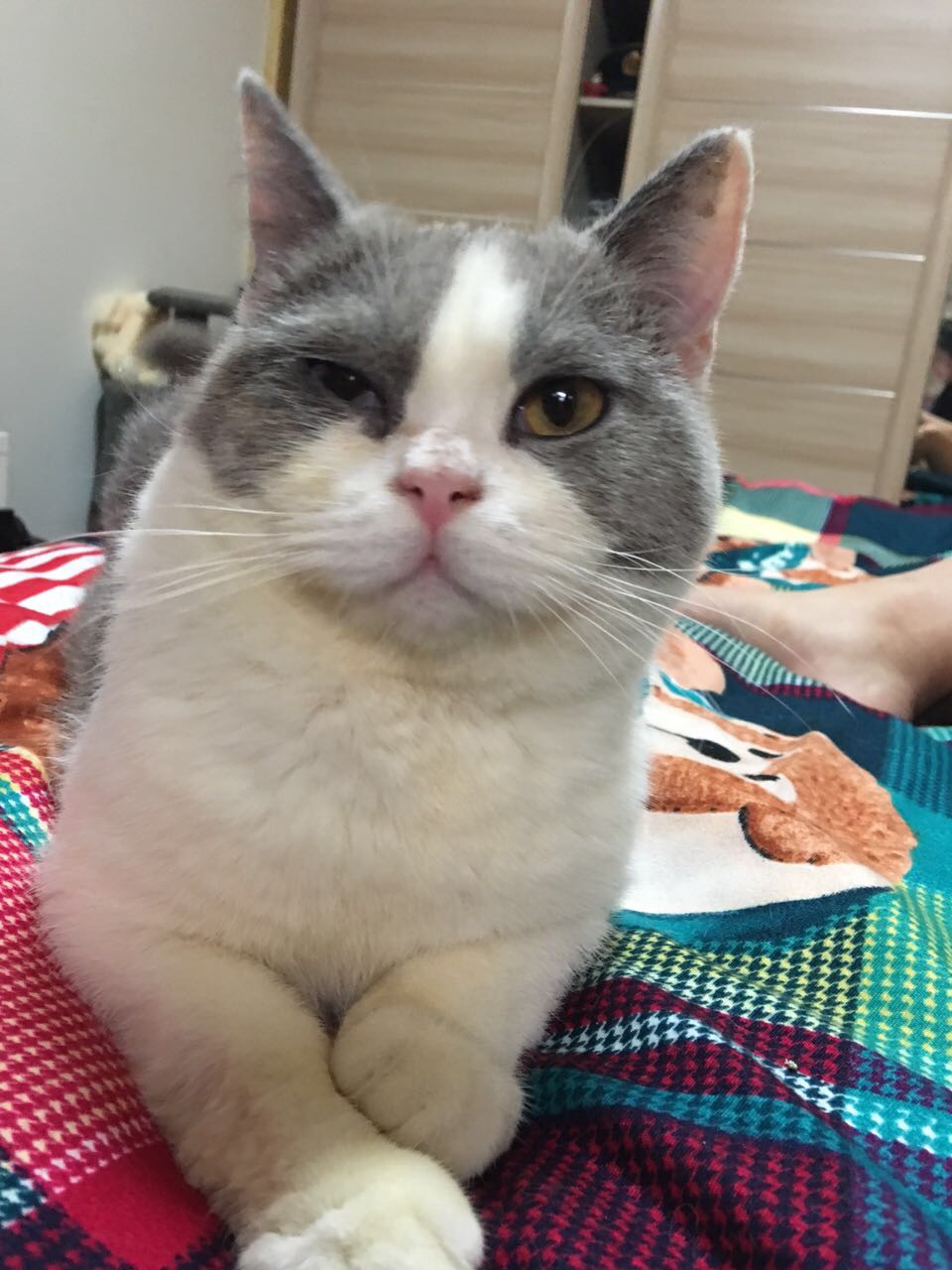 猫咪得了霍纳氏综合症怎样才能痊愈?