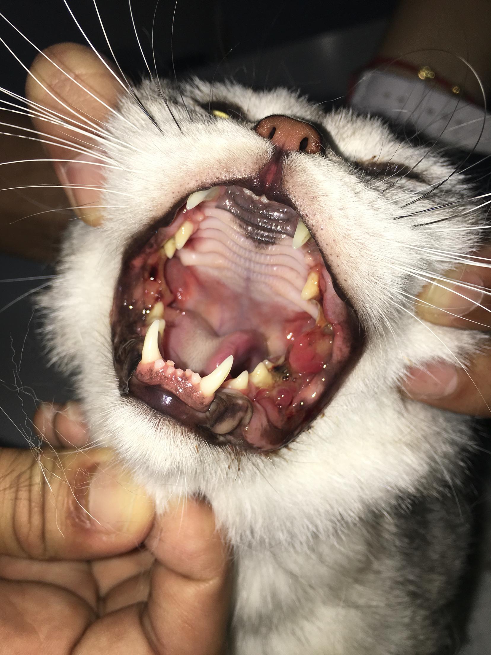 猫口炎医生建议全口拔牙 是否是最佳治疗方案
