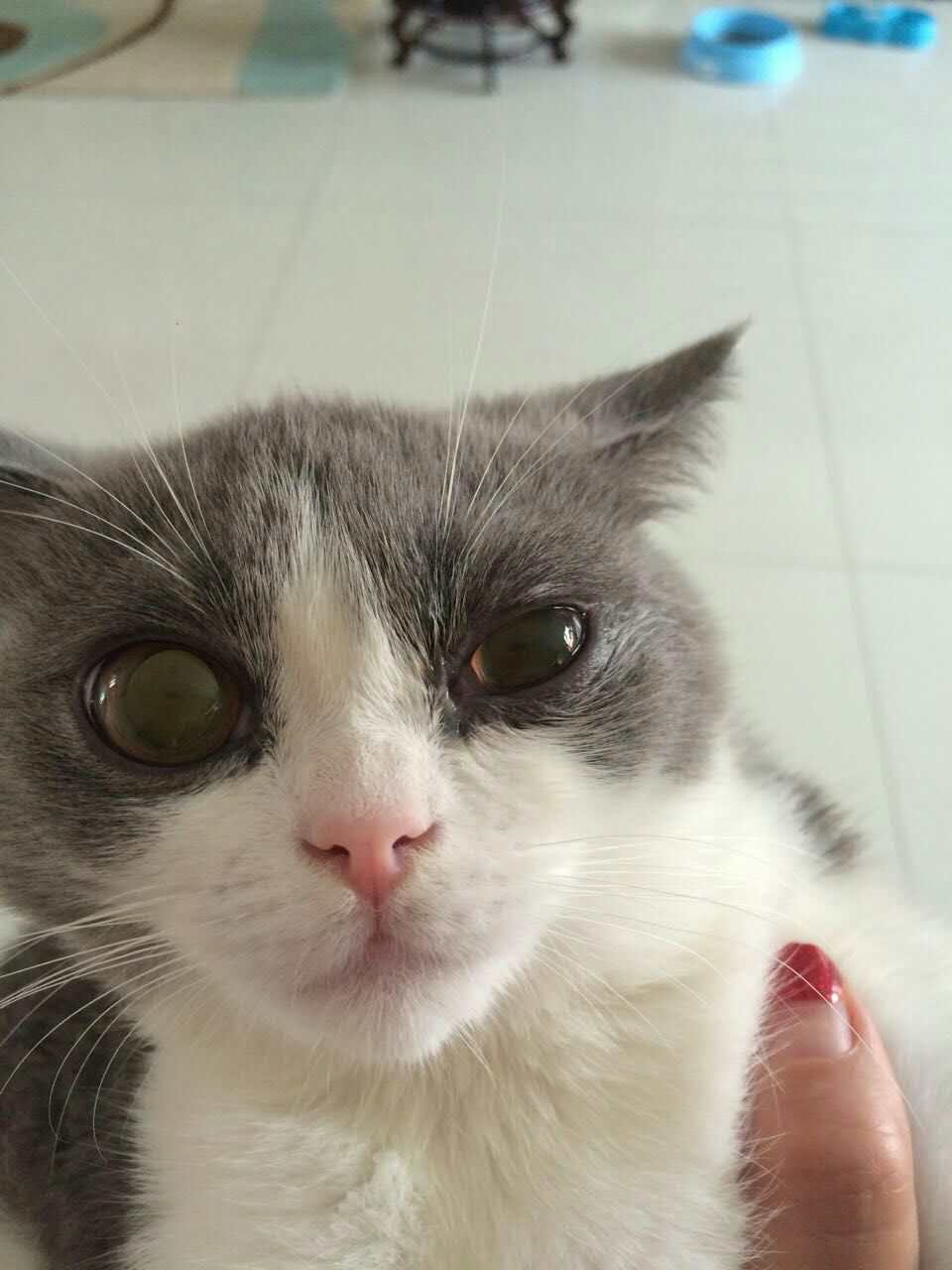 猫眼睛坏了