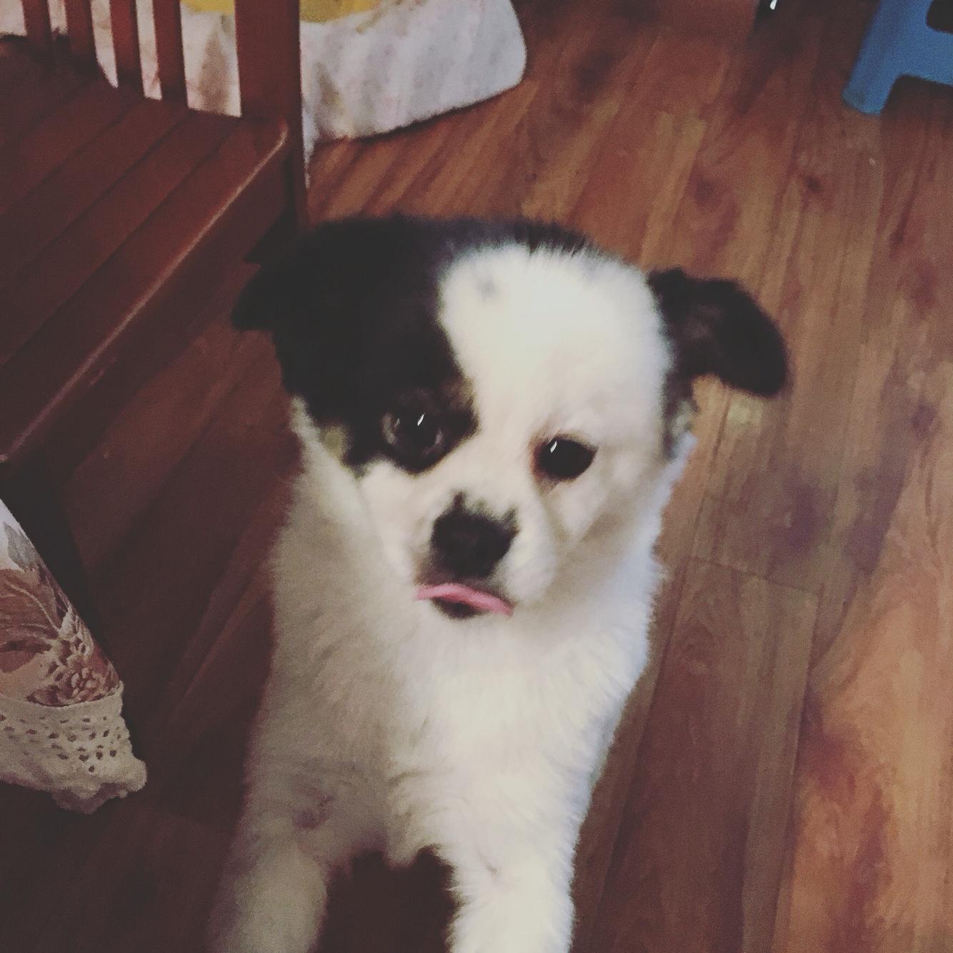 狗狗疑似长乳房瘤