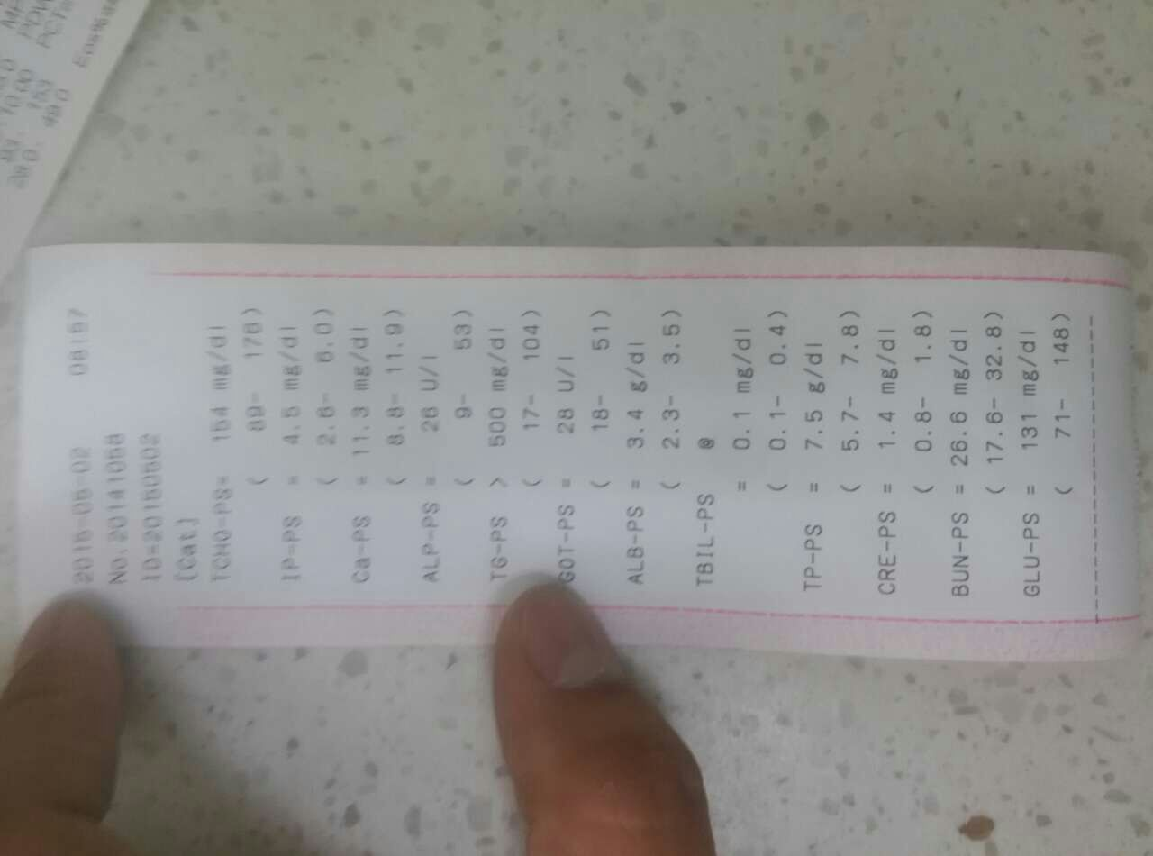 猫咪未知病毒发烧 猫咪未知病毒发烧