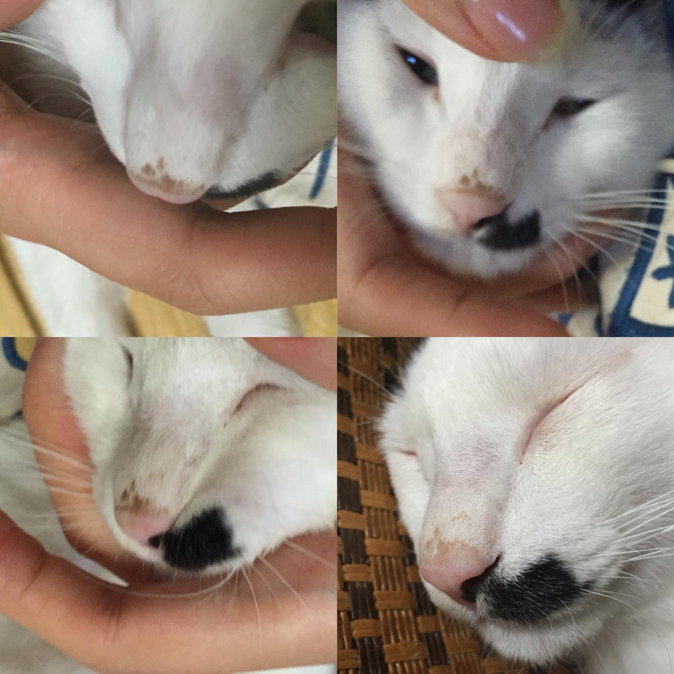 黑鼻子