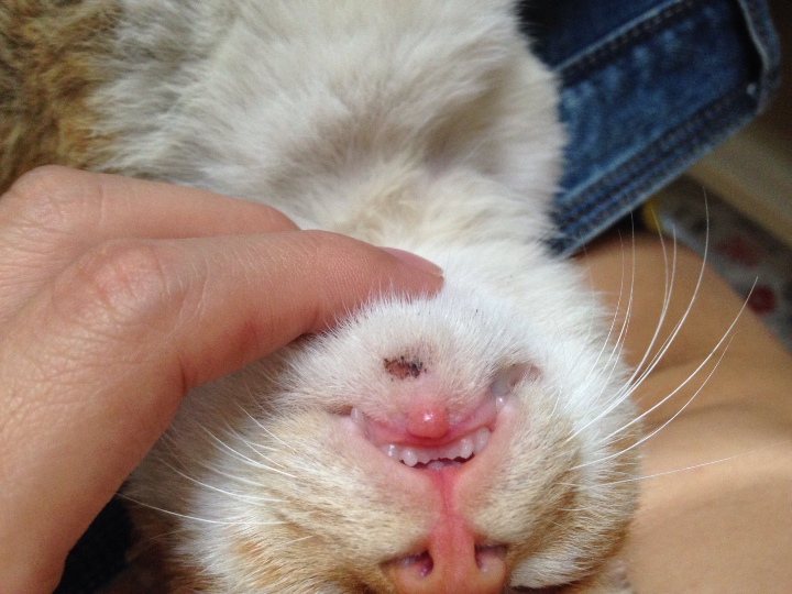 猫咪下巴上有个肉肿到底是什么病?
