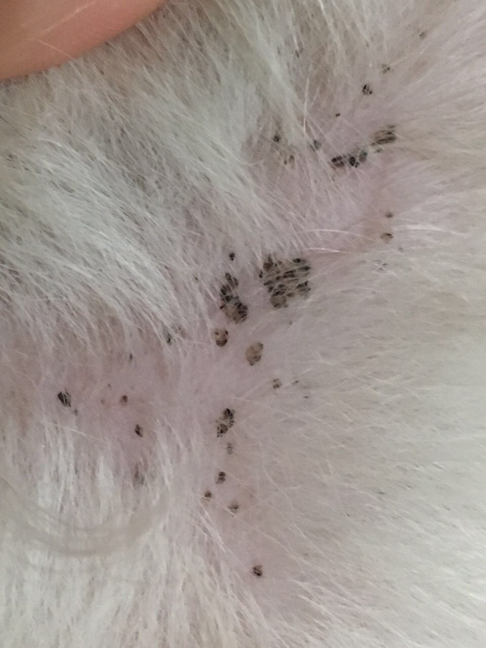 身上发现皮下黑斑
