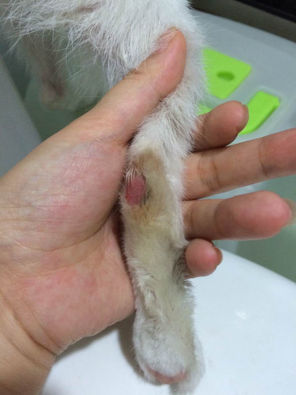 猫后腿出现类似红色水泡的东西