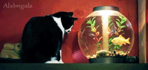 source: iheartcatgifs.tumblr.com
