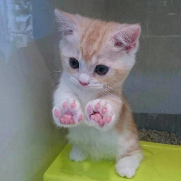 血槽已被这些猫咪爪子萌空