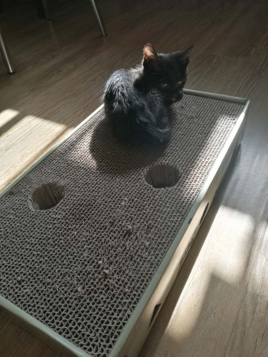 不到两个月的小猫,一直腹泻 不到两个月的小猫,一直腹泻