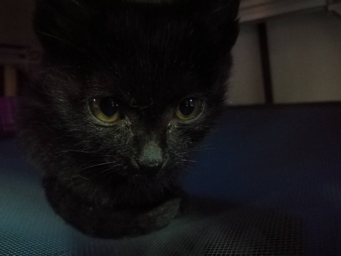 不到两个月的小猫,一直腹泻 不到两个月的小猫,一直腹泻