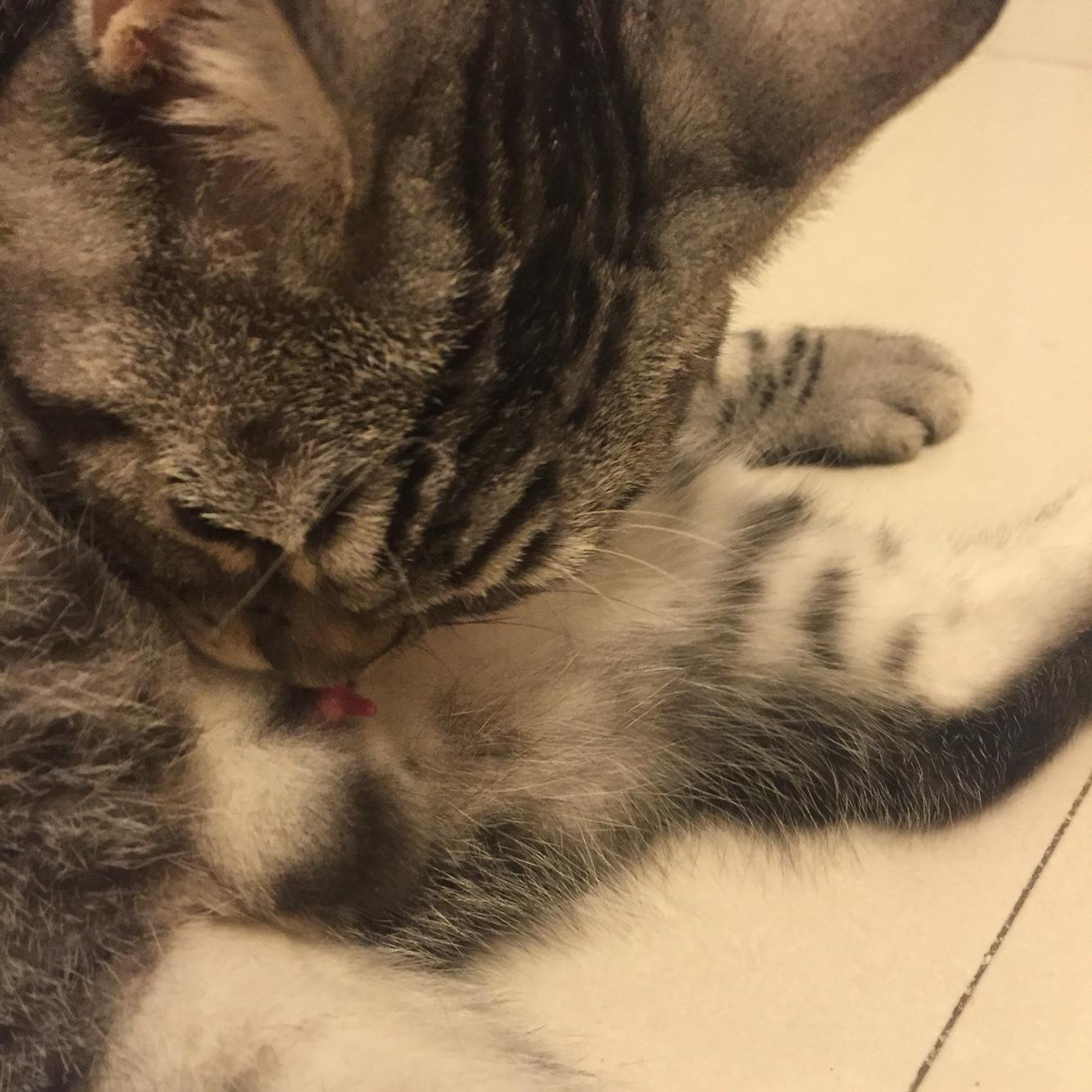 美短公猫绝育