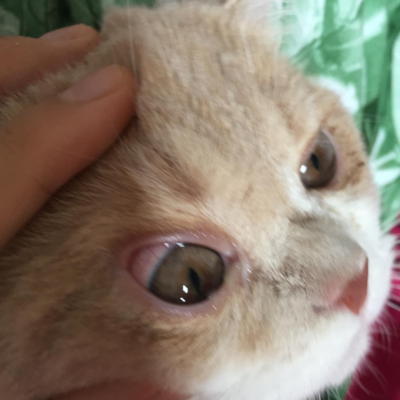 猫咪眼睛总是轻度发炎用药不恢复