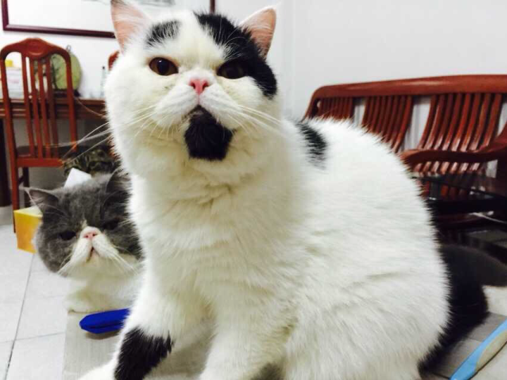 新猫咪和原住猫咪打架