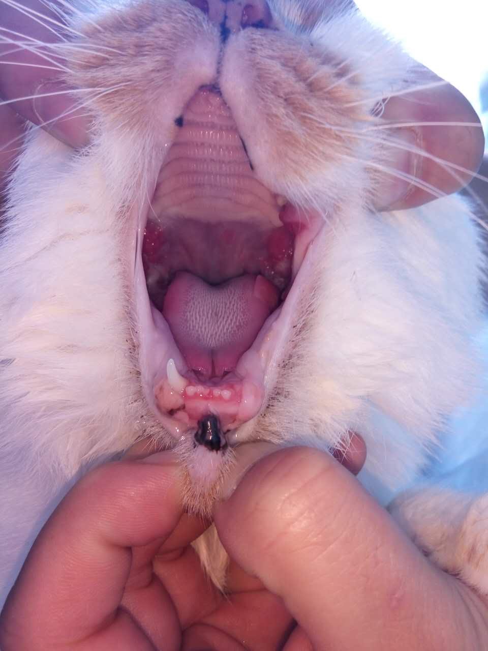 17岁老猫能考虑拔牙吗? 17岁老猫能考虑拔牙吗?