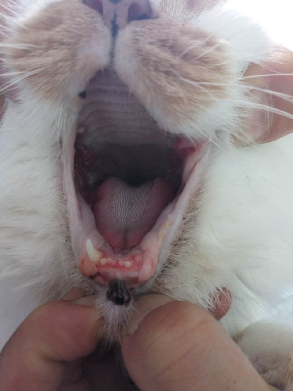 17岁老猫能考虑拔牙吗? 17岁老猫能考虑拔牙吗?