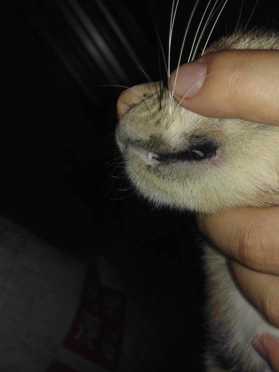 口腔有一半是黑色的