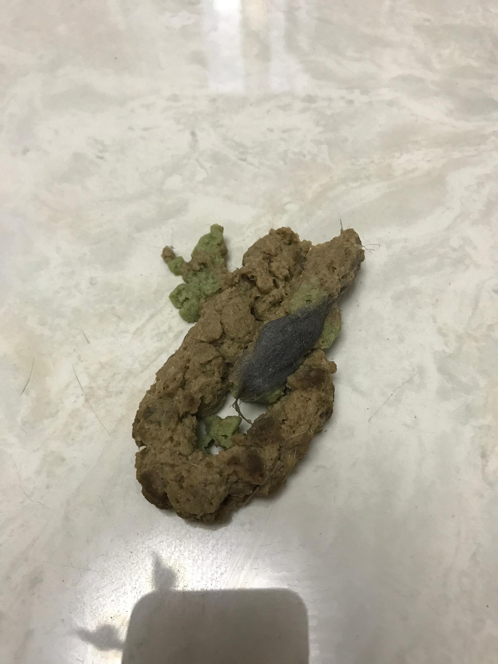 上个礼拜吐了两次,然后吐出来的食物中有毛,今天发现地上又一滩呕吐物