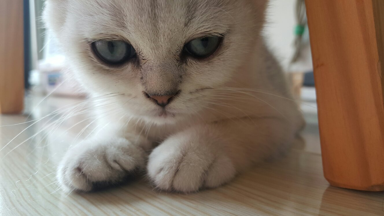 猫咪眼睛流褐色的眼泪
