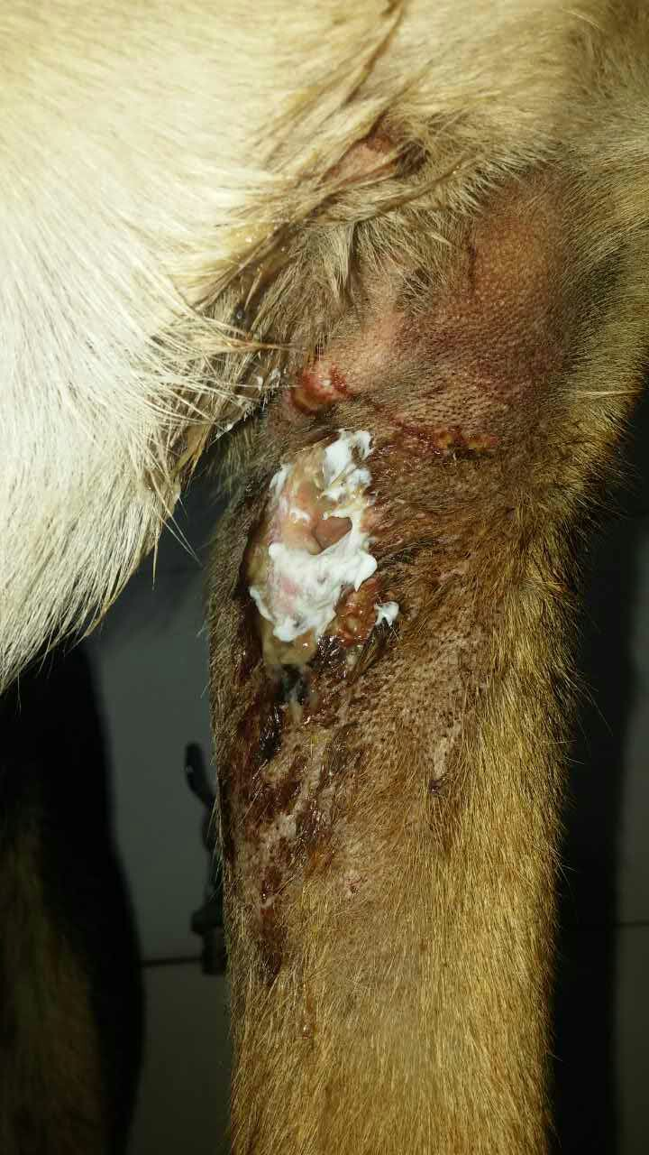 狗狗腿部被咬伤化脓严重