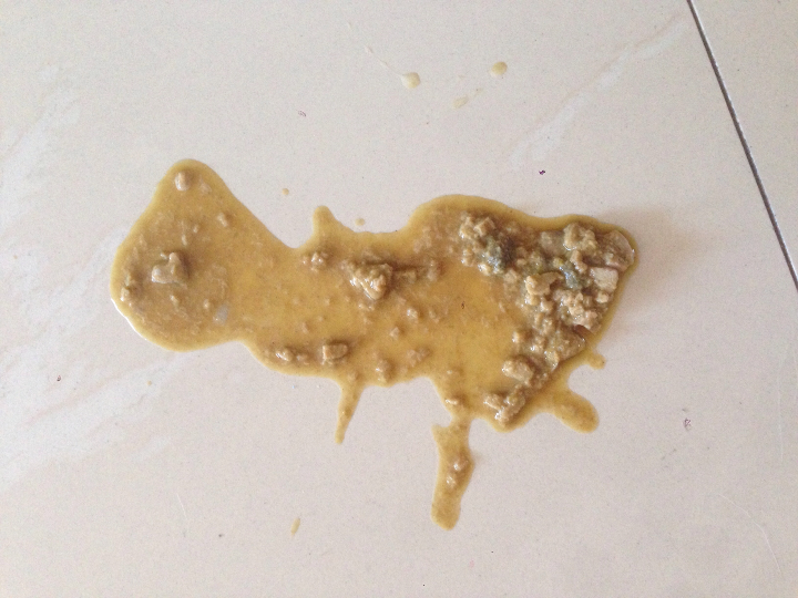 猫咪吐了 不像吐毛球