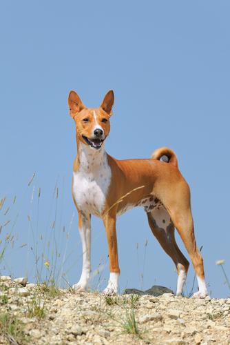巴仙吉犬basenji
