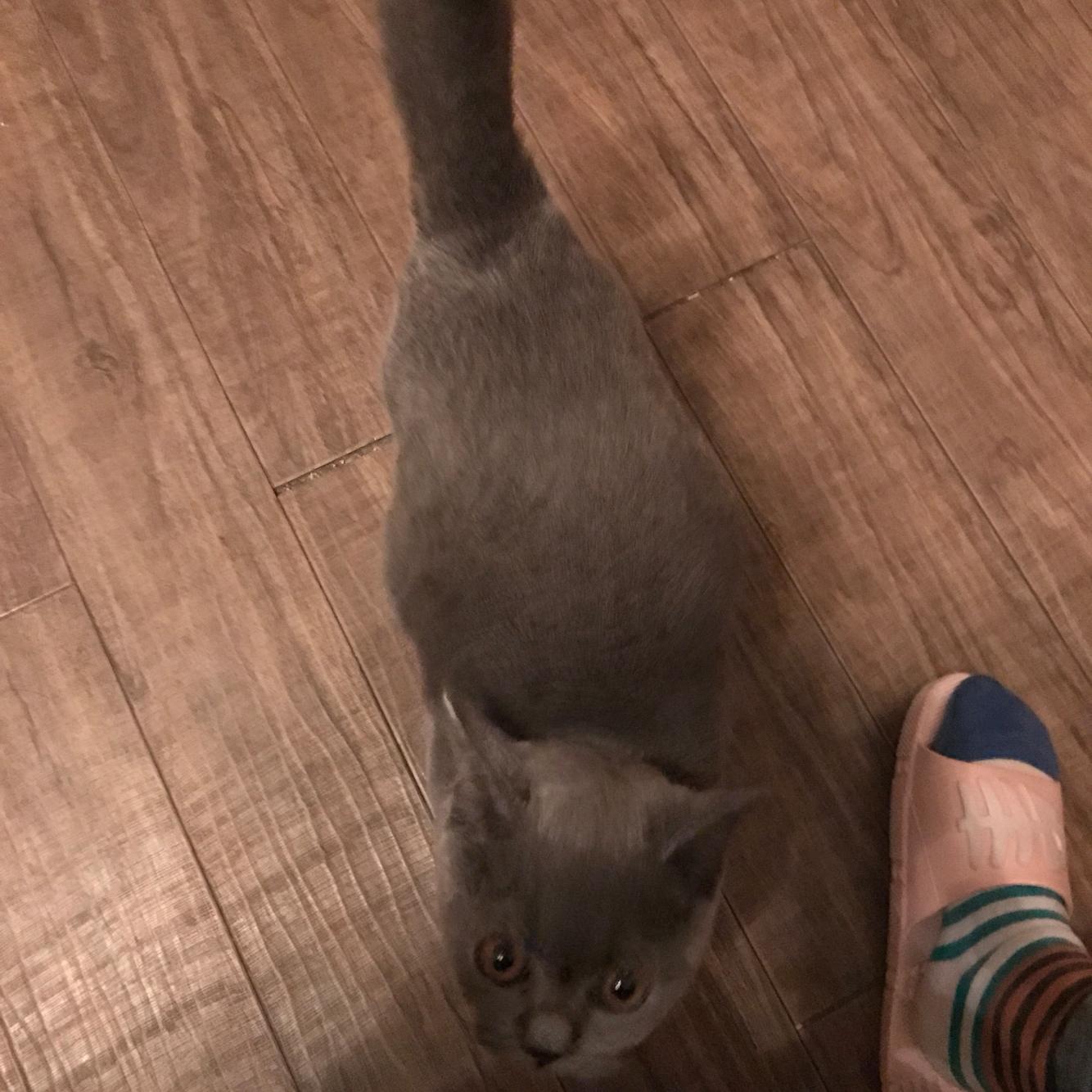 怎么判断猫是否腹水了?还是吃多了?
