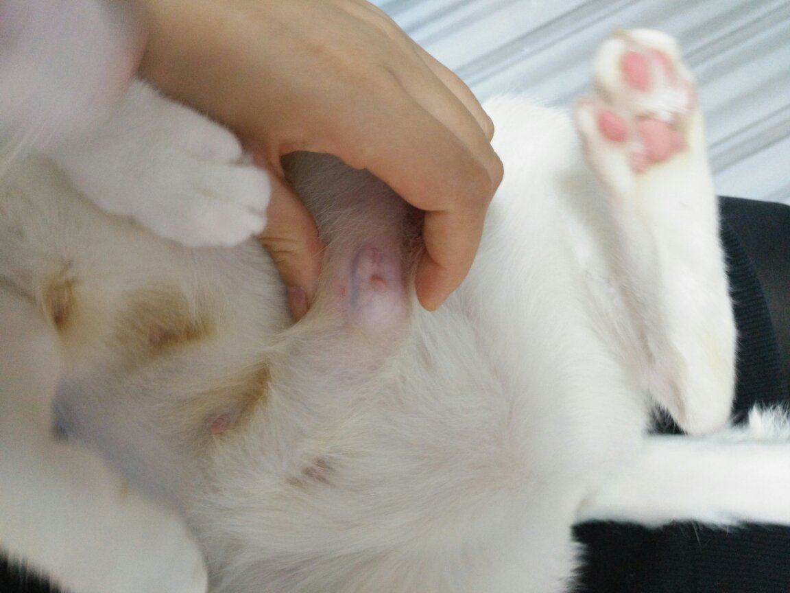 一岁母猫生完宝宝两个月后胸有肿块!