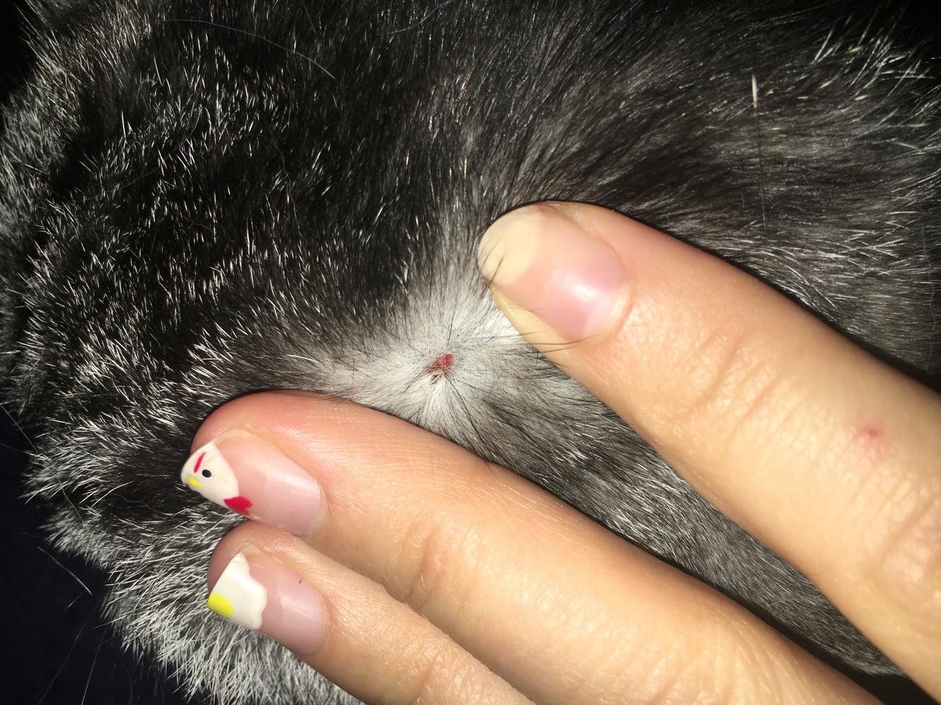 在猫咪头顶有一个很硬的小血痂,抠了几下弄不下来,颜色是红色的,身体