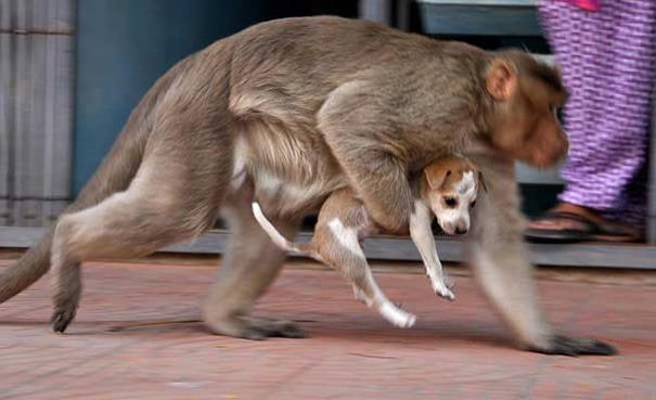 一只猴子和一只小狗的趣闻