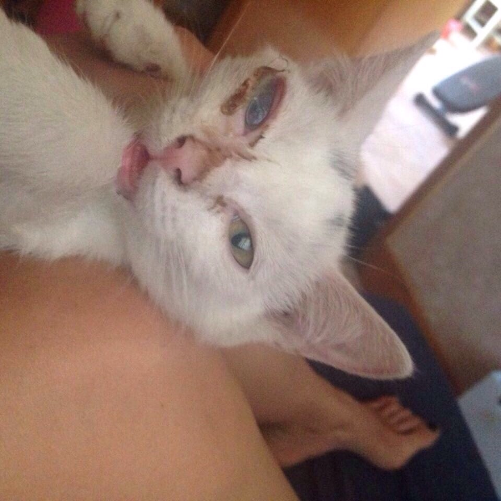 猫咪眼睛是什么问题?