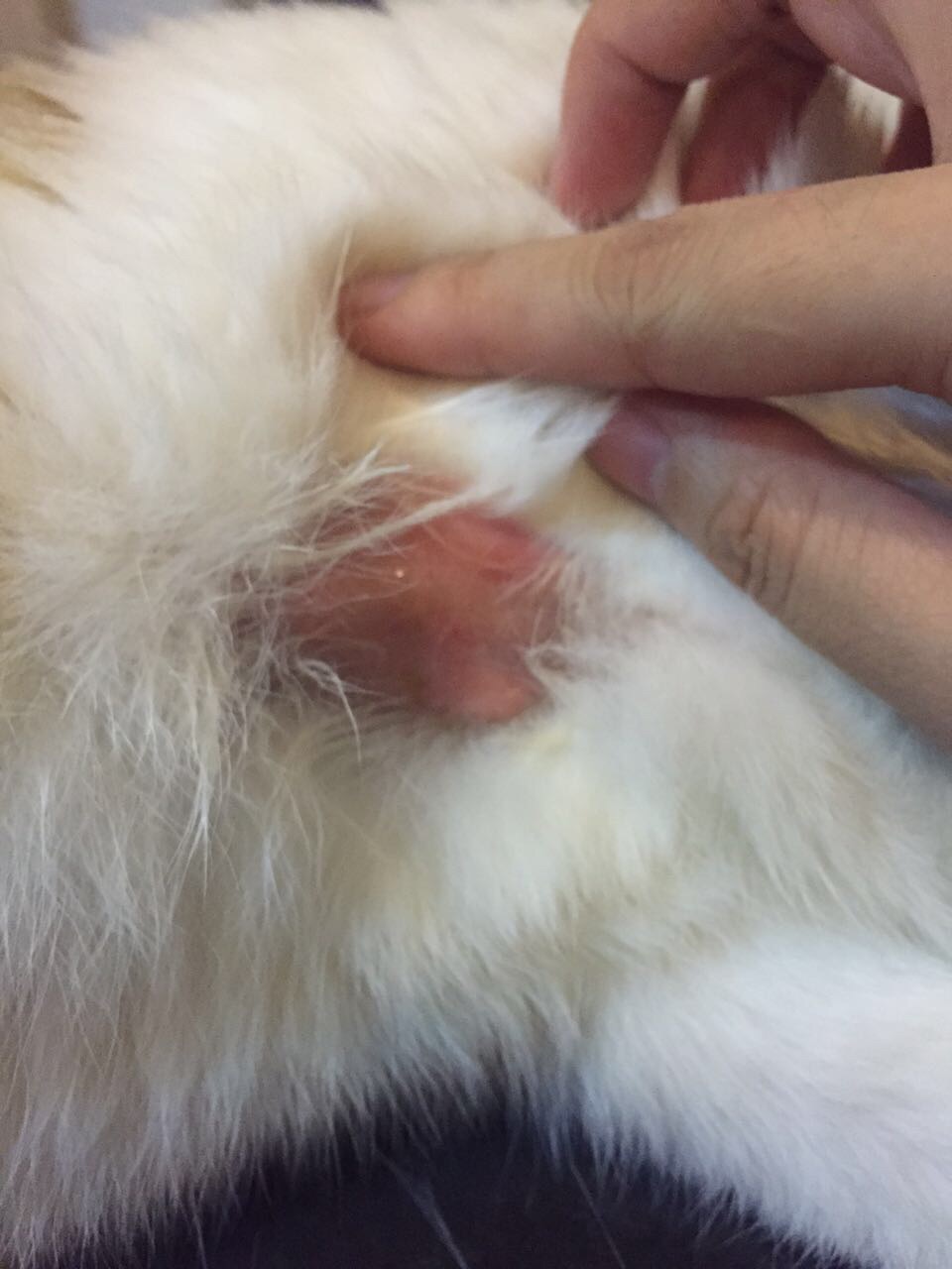 猫咪皮肤痒,掉毛