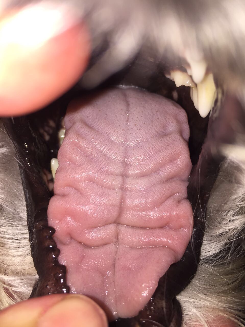 想请问下狗狗舌头这样正常吗