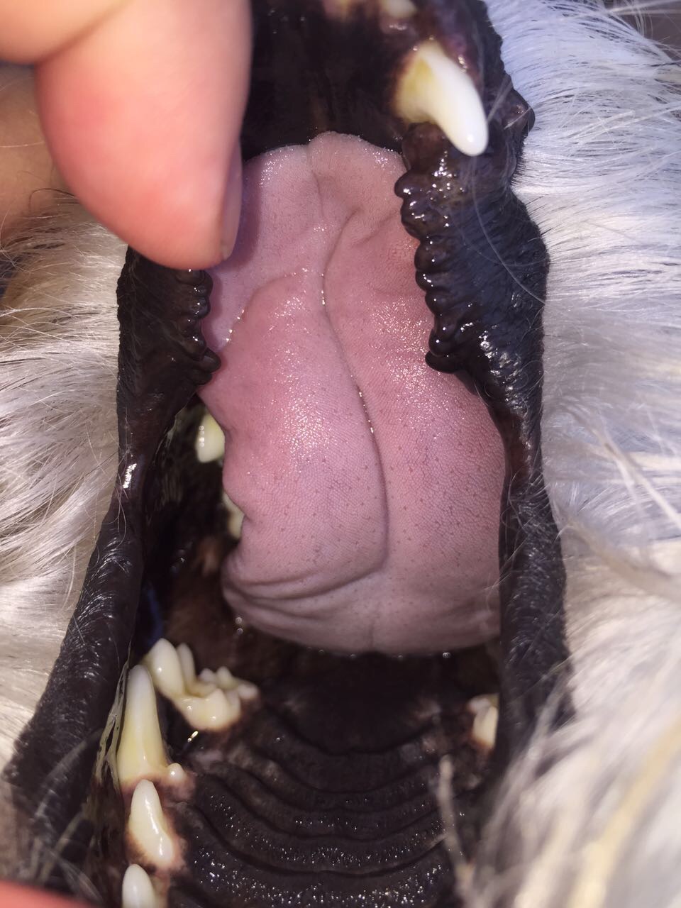 想请问下狗狗舌头这样正常吗