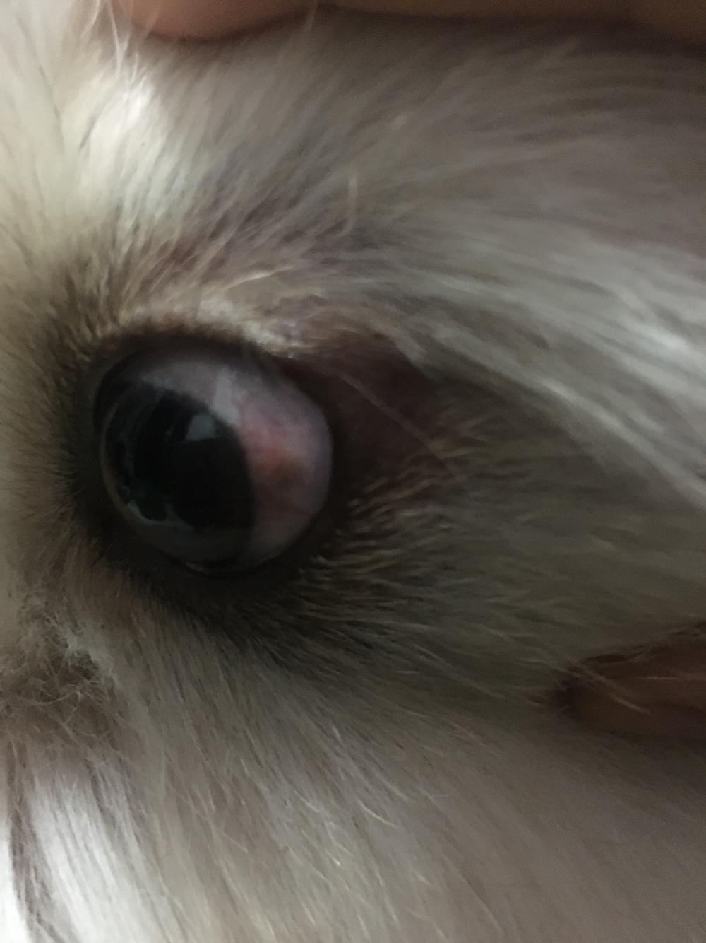 狗狗眼睛问题