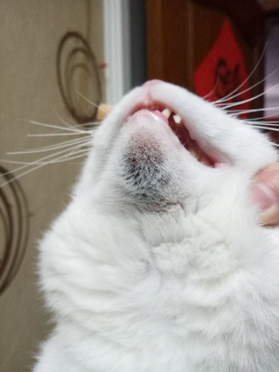 猫下巴发黑,不确定是油脂过旺还是虫蜇