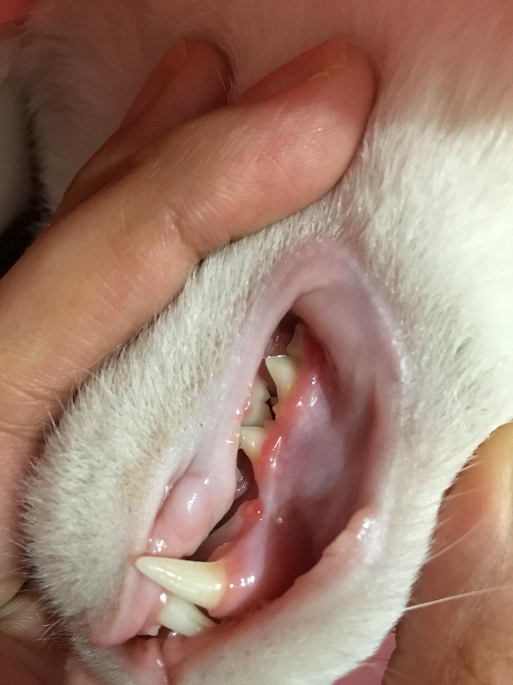 我家的猫牙龈这是怎么了?