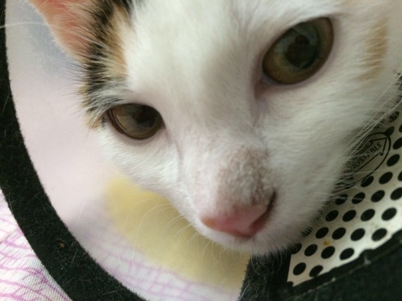猫鼻子的白毛变黑