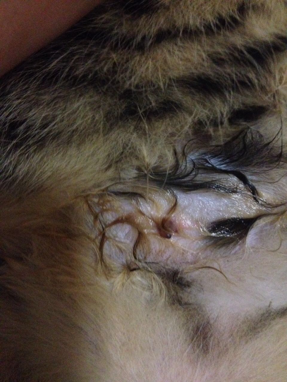 吸乳头器_猫咪的乳头_猫咪把我的乳头吸的疼