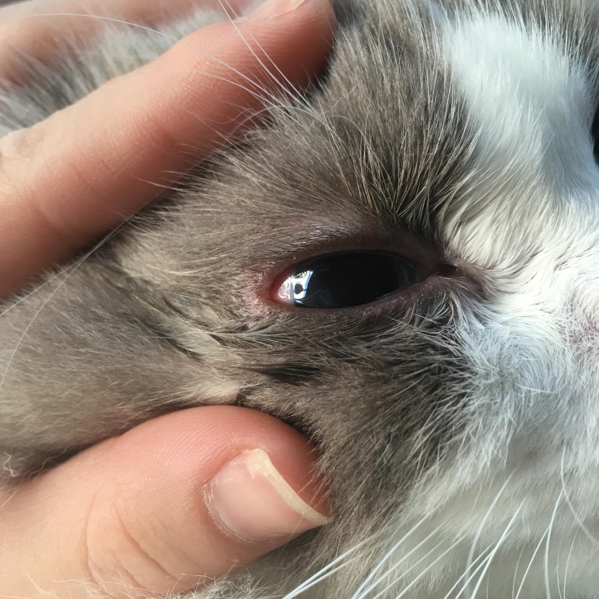 猫咪的眼睛是发炎了吗?