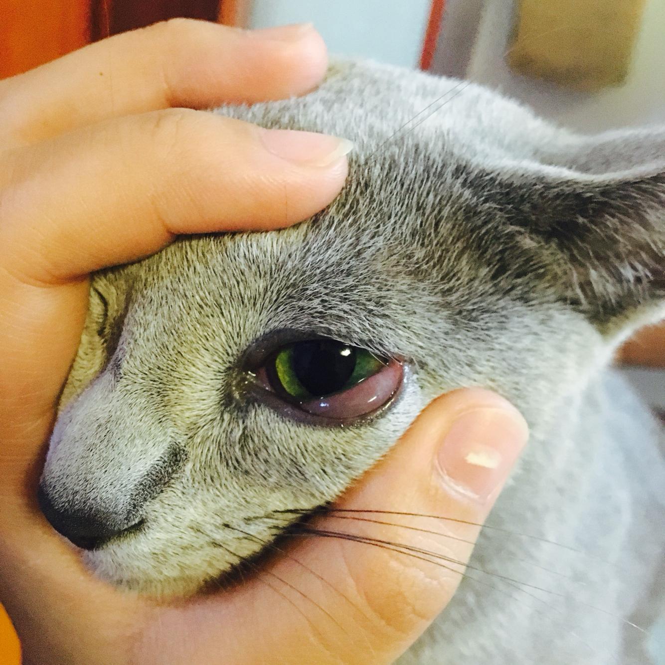 猫咪偶尔打喷嚏眼睛反复发炎 猫咪偶尔打喷嚏眼睛反复发炎