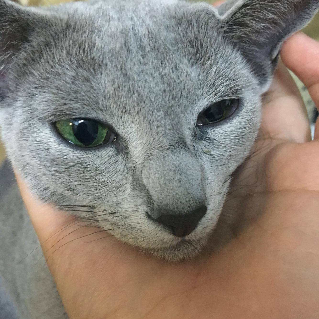 猫咪偶尔打喷嚏眼睛反复发炎 猫咪偶尔打喷嚏眼睛反复发炎