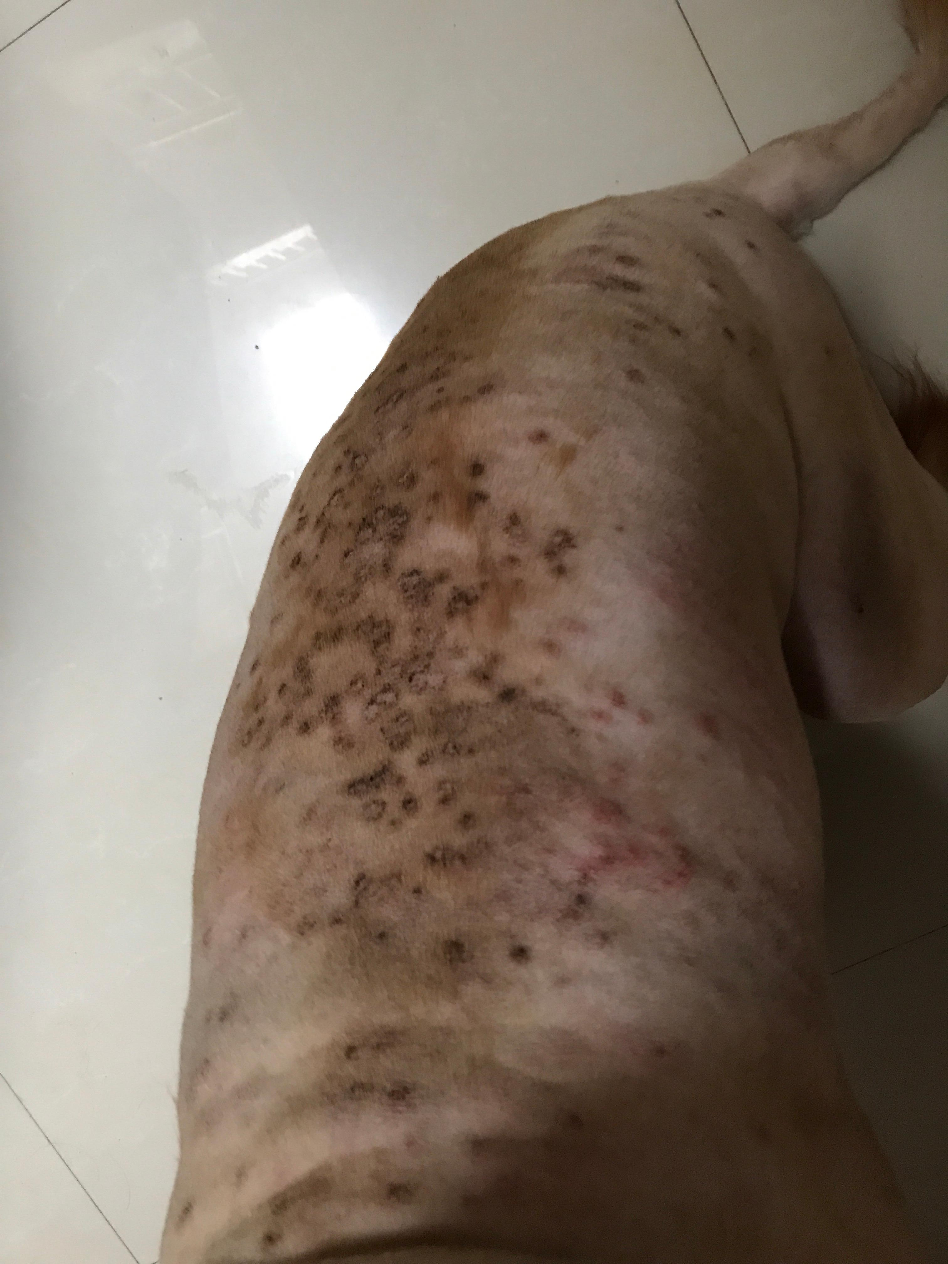 狗狗剃毛之后发现的皮肤问题
