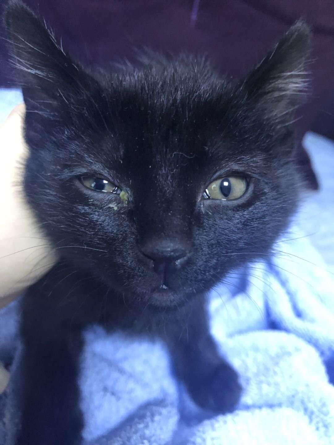 猫比较小,不知道现在是不是时机带去检查,还是先适应两天?