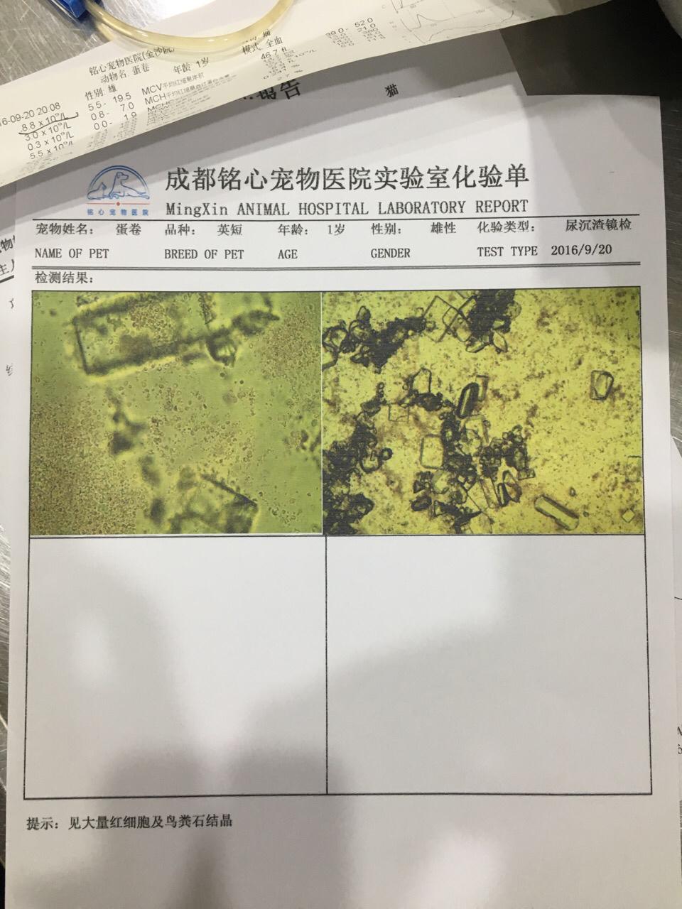 鸟粪石结晶导致尿道闭塞,保守治疗3天,现在是否建议手术