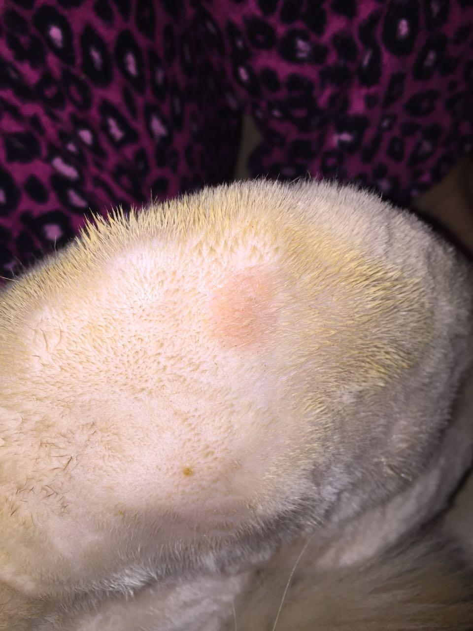 不知道身上长的是真菌还是猫癣