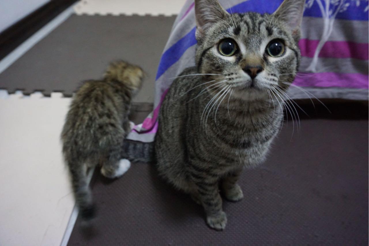 猫咪叫不出声