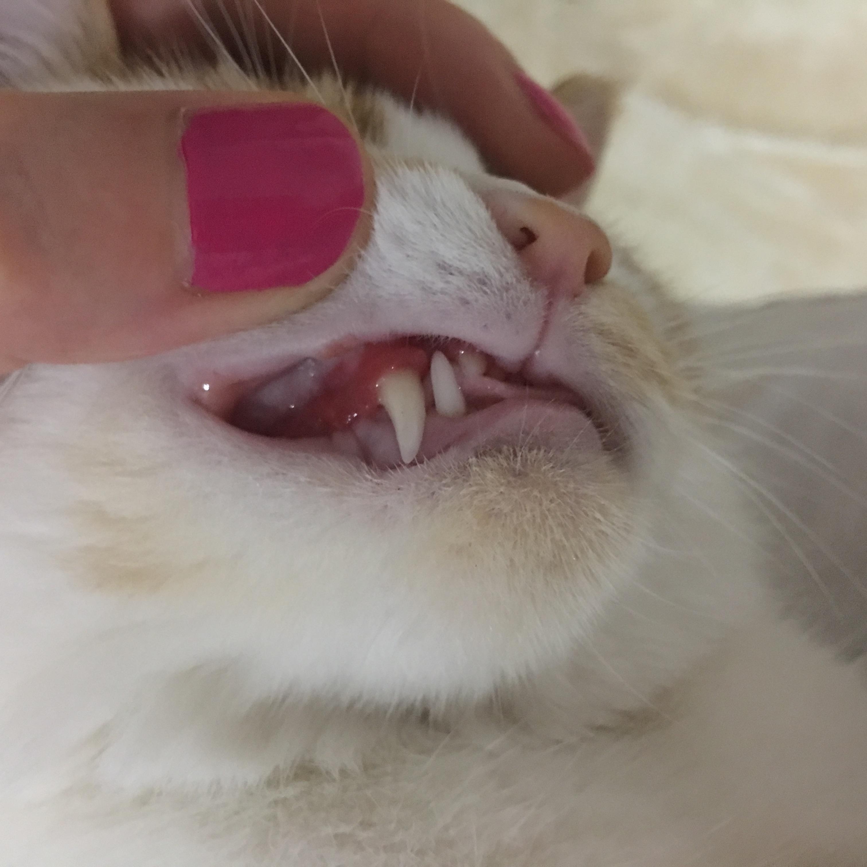 猫猫嘴巴臭。。没经验的主人不明原因 猫猫嘴巴臭。。没经验的主人不明原因