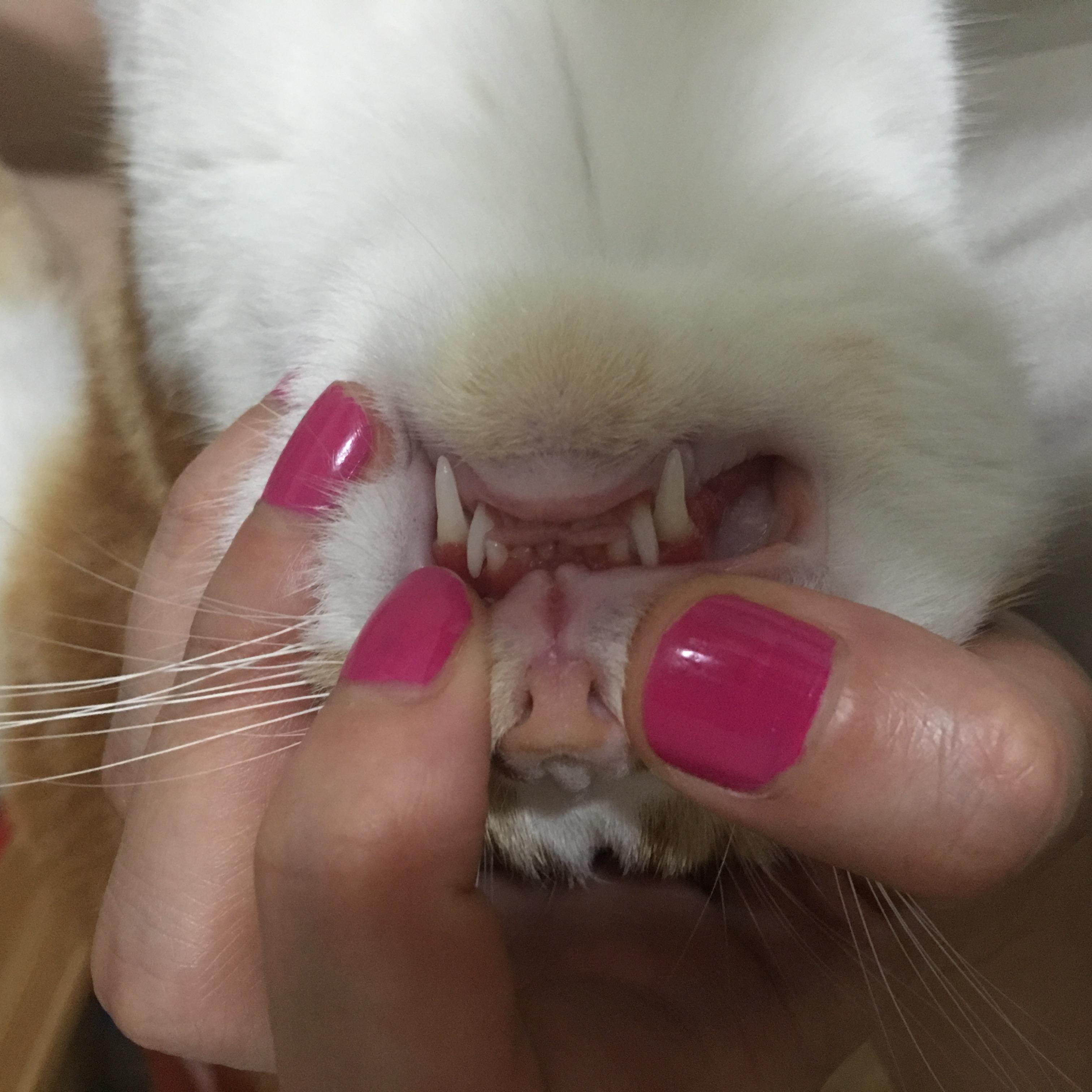 猫猫嘴巴臭。。没经验的主人不明原因 猫猫嘴巴臭。。没经验的主人不明原因