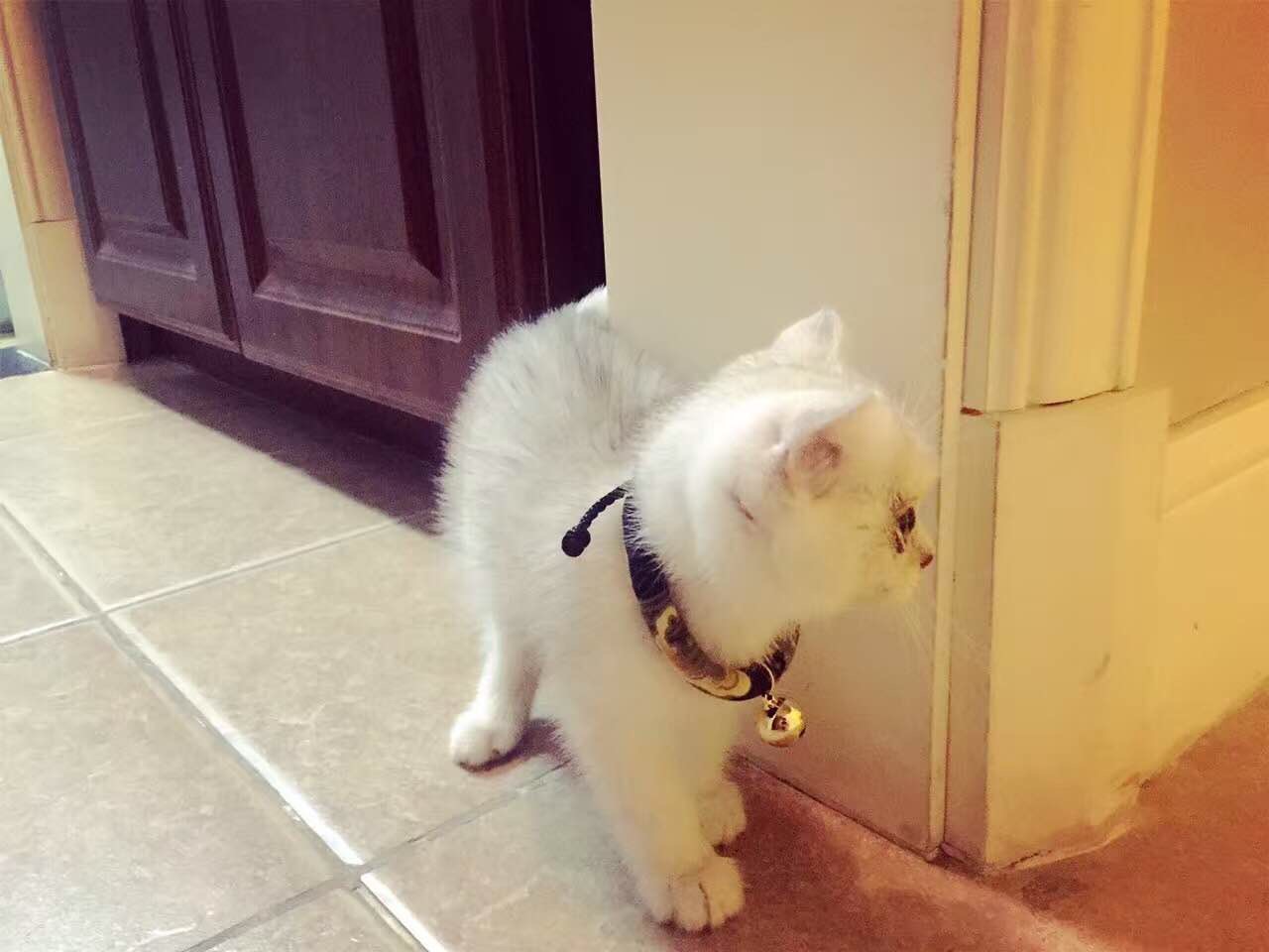 猫崽得了奶藓要怎麼处理?