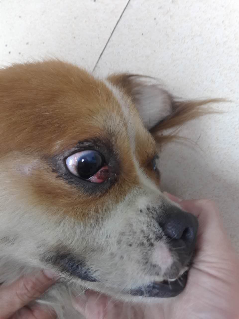 狗狗眼睛有问题